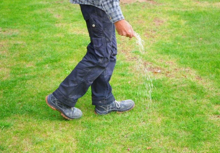 a gardener walking and spreading fertilizers on the lawn