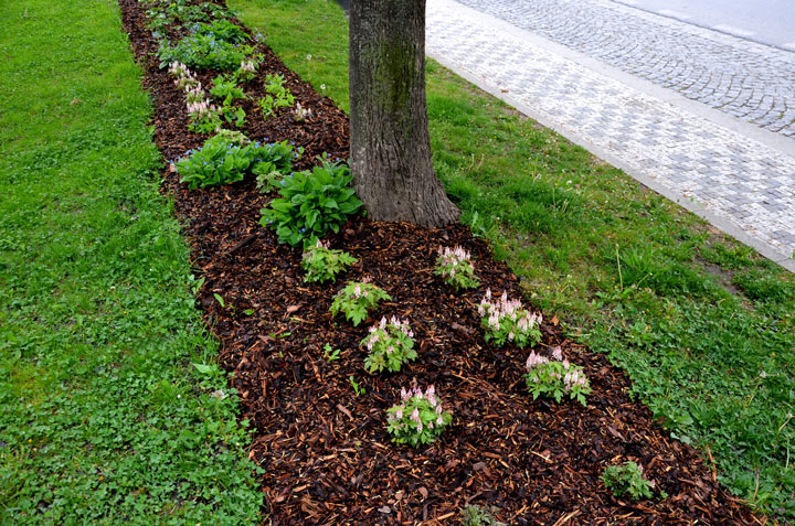 Mulching undergrowth beds is necessary in terms of water evaporation