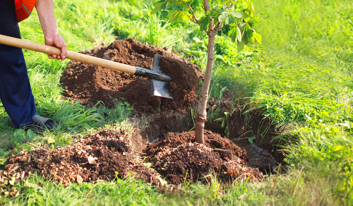 landscaper digging soil with a shovel to plant a young tree in the yard