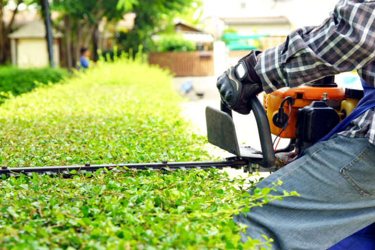 a gardener cutting shrubs