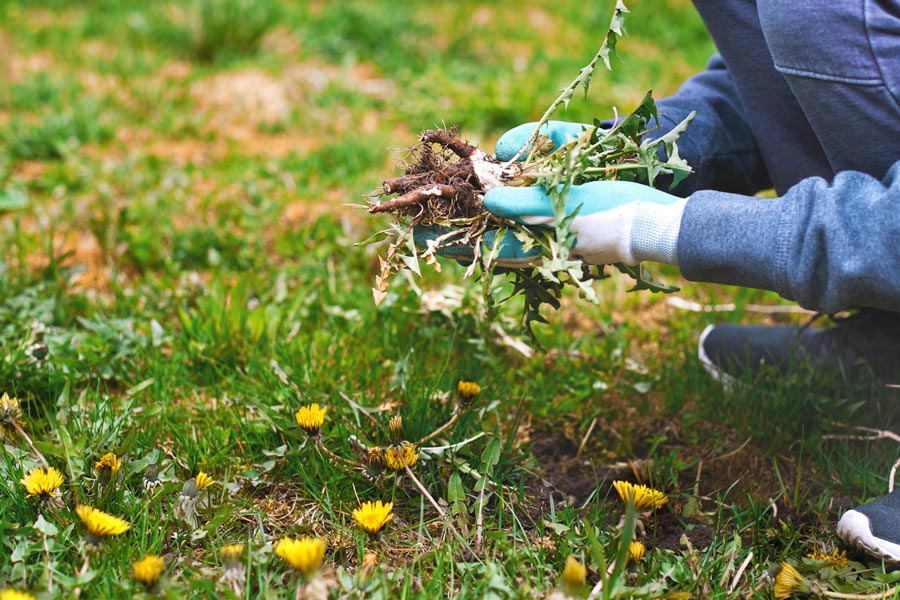 gardener wearing garden gloves, removing weeds from the lawn, garden lawn care