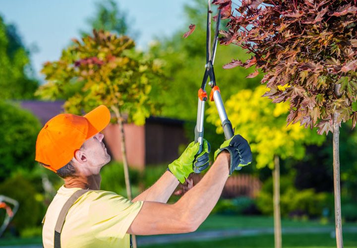 a gardener wearing a glove and holding hedge shears is trimming parts of a small tree