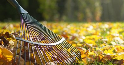 close up of a rake in autumn season, raking in garden