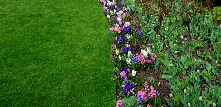 hyacinths blooming on the edge of the lawn forming a color line of pink, white, and purple