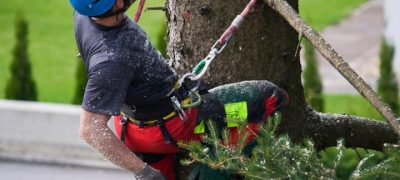arborist hanging on a tree holding a chainsaw and trimming small branches