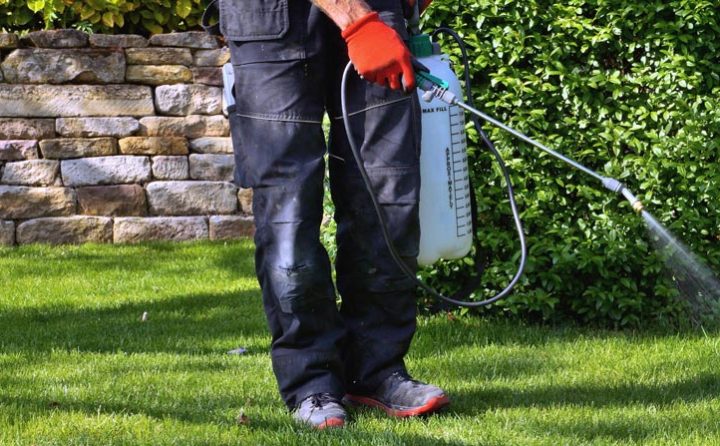 gardener spraying pesticide with portable sprayer to eradicate garden weeds in the lawn